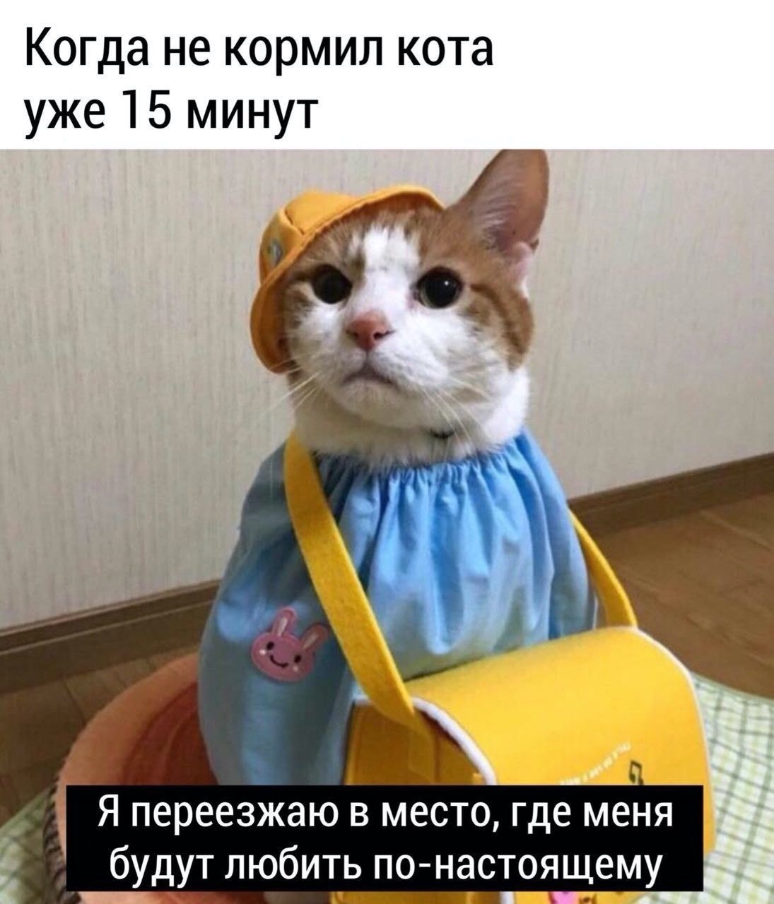 Когда не кормил кота уже 15 минут Я переезжаю в место, где меня будут любить по-настоящему
