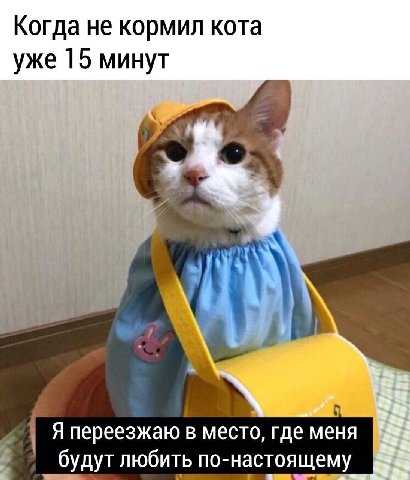 Когда не кормил кота уже 15 минут Я переезжаю в место, где меня будут любить по-настоящему