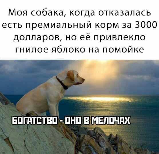 Моя собака, когда отказалась есть премиальный корм за 3000 долларов, но её привлекло гнилое яблоко на помойке ОНО