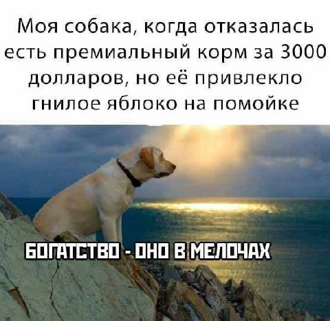 Моя собака, когда отказалась есть премиальный корм за 3000 долларов, но её привлекло гнилое яблоко на помойке ОНО
