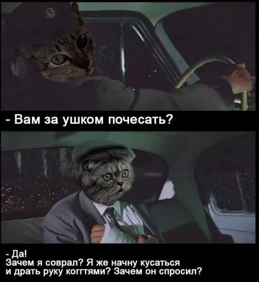 Вам за ушком почесать? Да! Зачем я соврал? Я же начну кусаться и драть руку коггтями? Зачем он спросил?