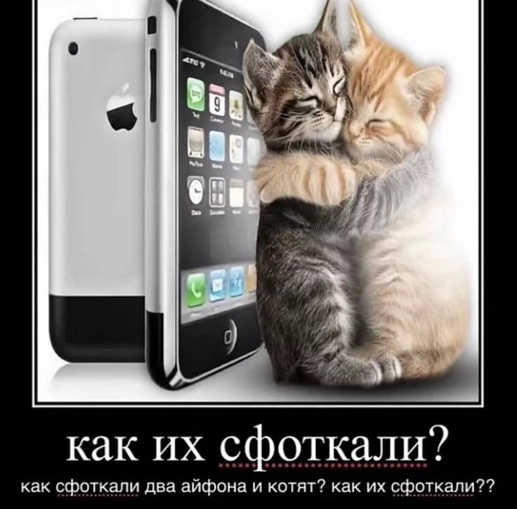 как сфоткали? как сфоткали два айфона и котят? как сфоткали??