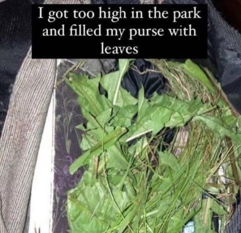 I got too high in the park and filled my purse with leave A a