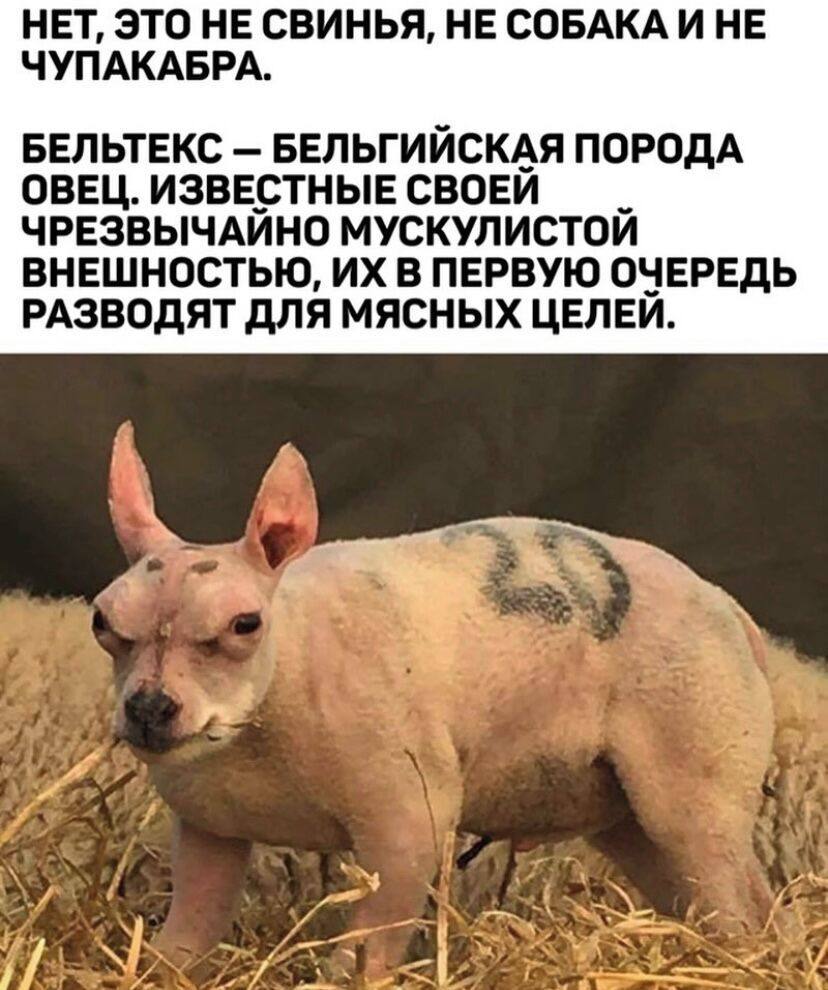 думаю о мясных целях
