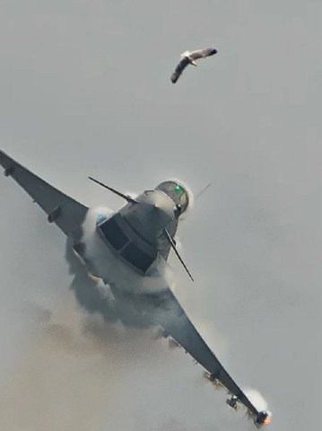 ⚡🇪🇸✈️ A bird strike was captured by a plane spotter during an air show in Spain.

At high speeds, even a small bird can cause significant damage to civilian or military aircrafts. 

The Eurofighter la