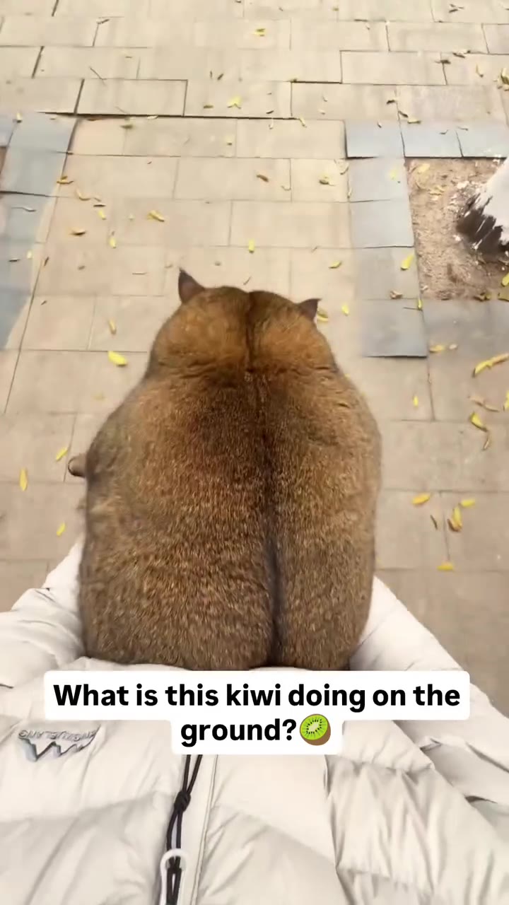 ~ Whatis this kiwi doing оп the ~