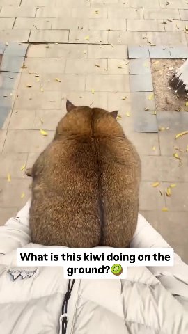 ~ Whatis this kiwi doing оп the ~