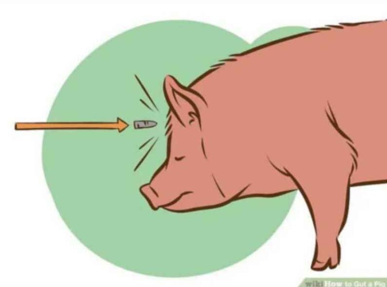 How to Gut
