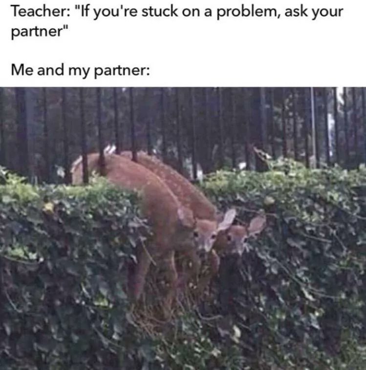 Teacher: you're stuck on a problem, ask your partner" Me and my partner: