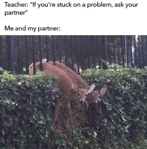 Teacher: you're stuck on a problem, ask your partner" Me and my partner: