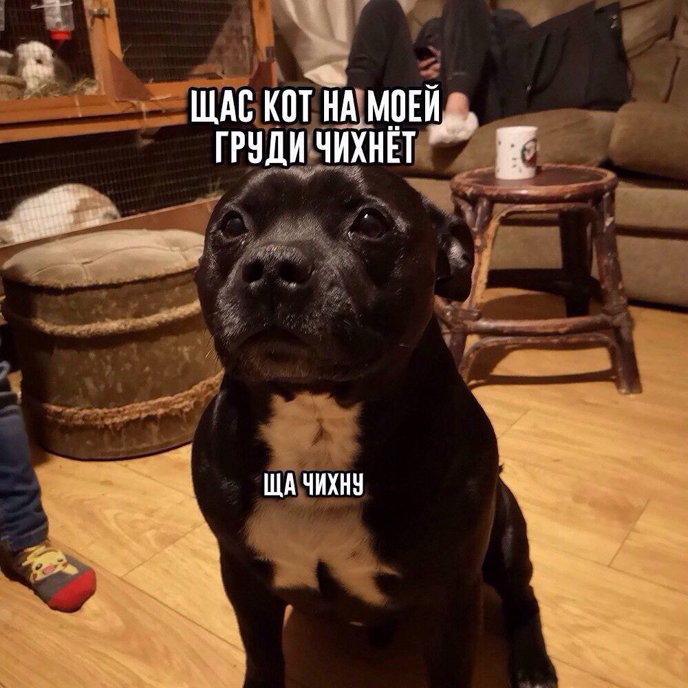 ЩАС КОТ МОЕЙ. ГРУДИ ЧИХНЕТ ЧИХНУ