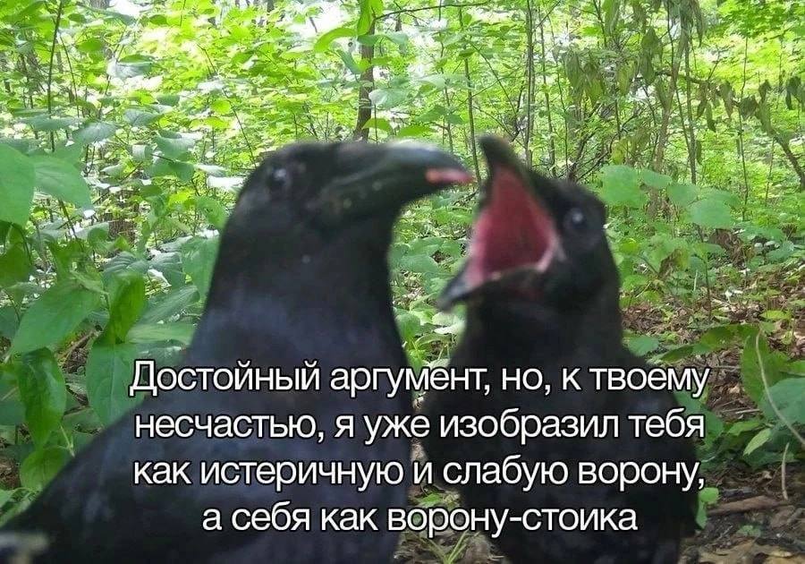 a Достойный аргумент, но, к твоему несчастью, я уже изобразил тебя как истеричную и слабую ворону, а себя как ворону-стоика