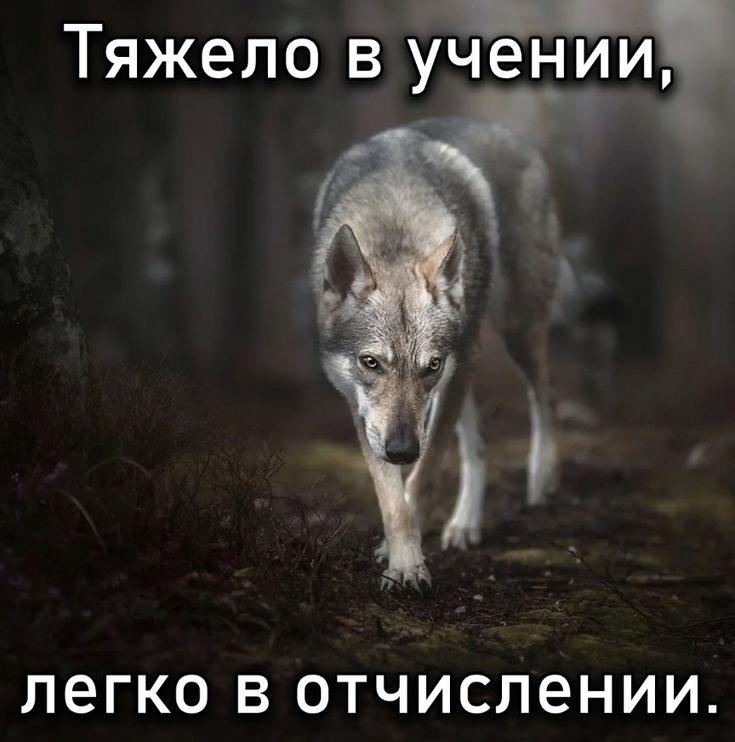 Тяжело в учении, легко в отчислении.