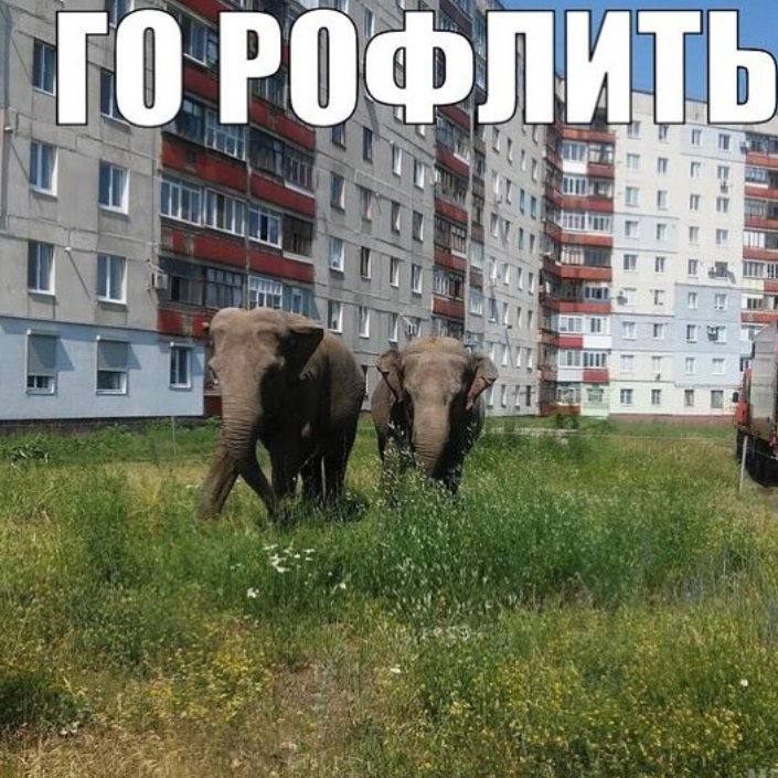 ГОРОФ ЛИ 1, toy