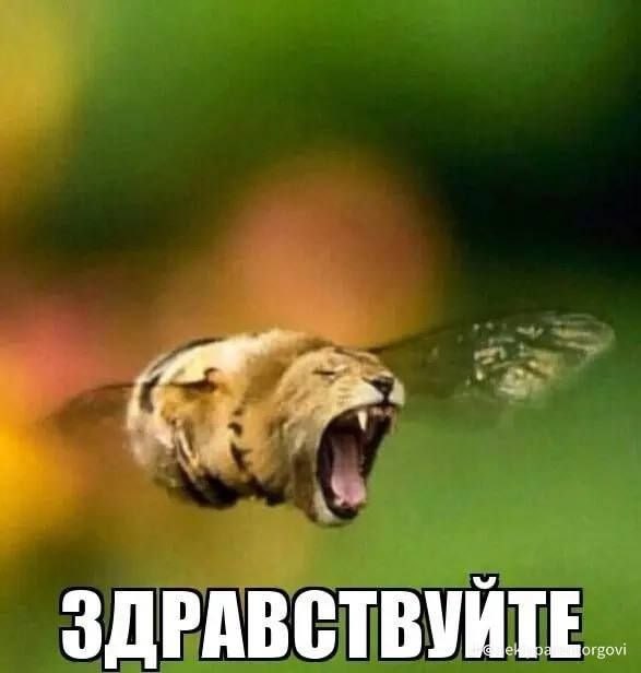 ЗДРАВСТВУЙТЕ