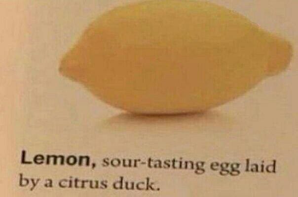 Lemon, sour-tasting egg laid a citrus duck.