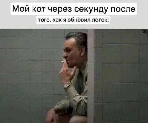 Мой кот через секунду после того, как я обновил лоток: