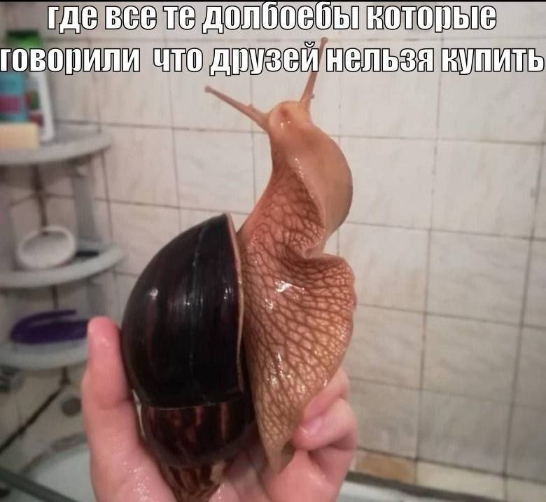 гдевсе говорили что друзви нельзя купить