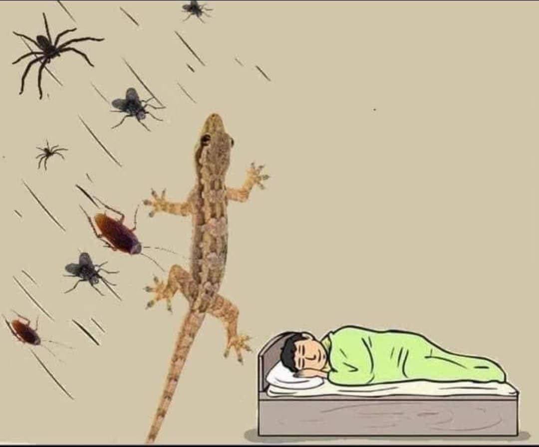AN