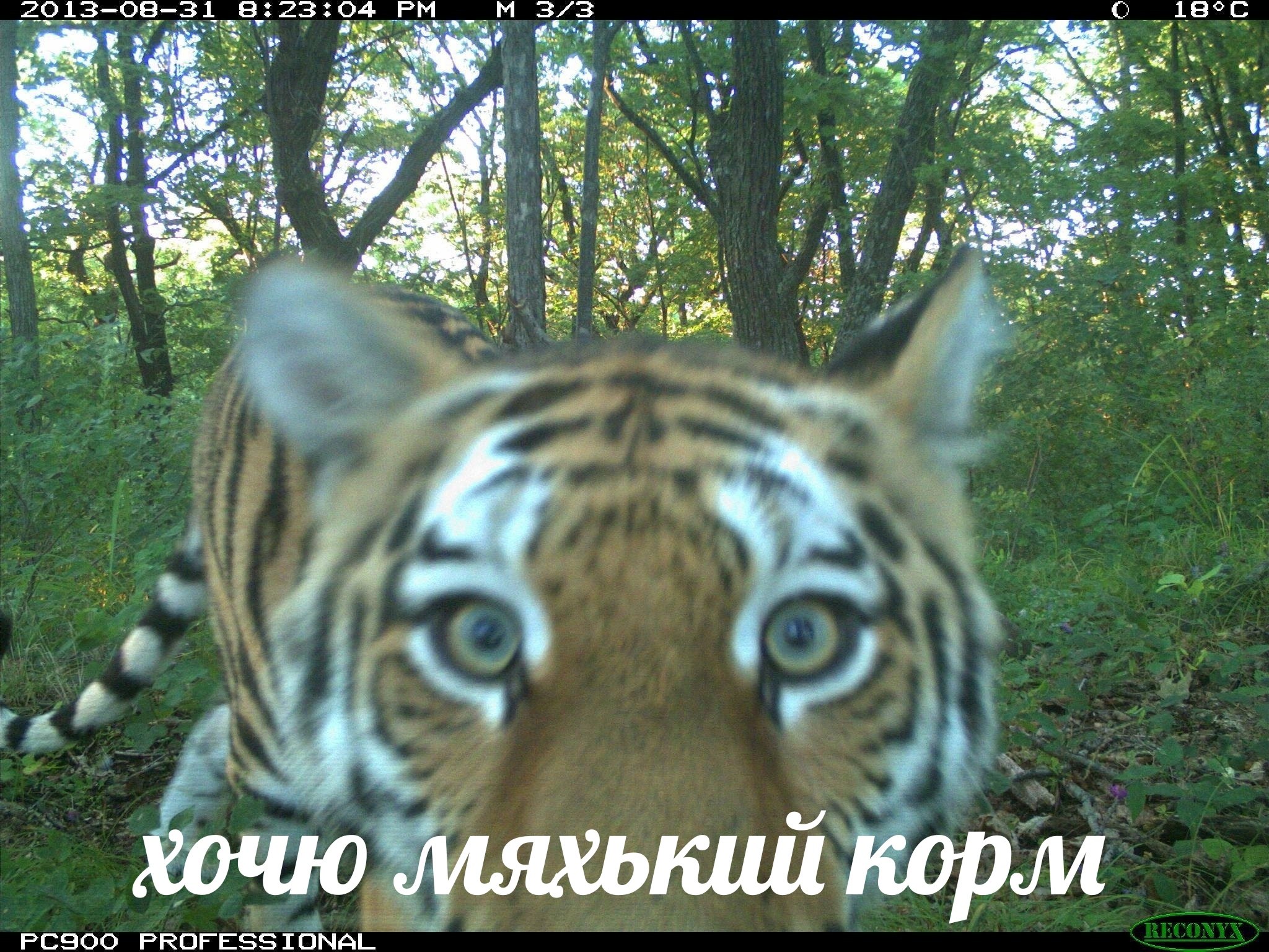 2013-08-31 23:04 3/3 we ate i at ers 5" 47 #3. 6 Bue 4; 4 хочю мяхький корм PCS00 PROFESSIONAL