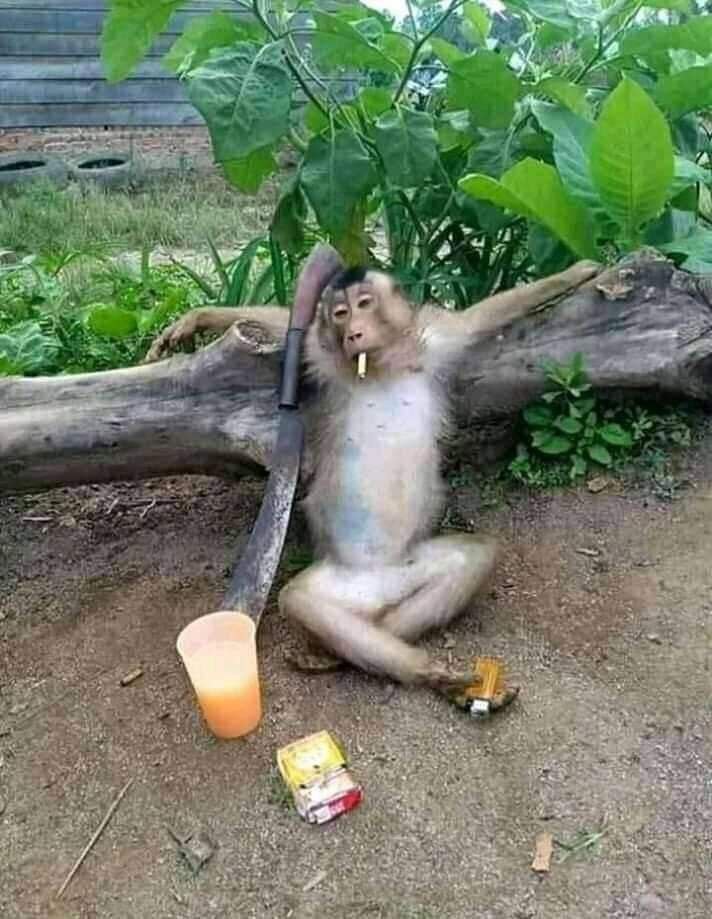 не видать нам лупика.