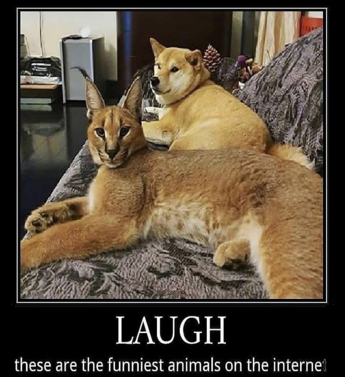 LAUGH these are the funniest animals on the interne