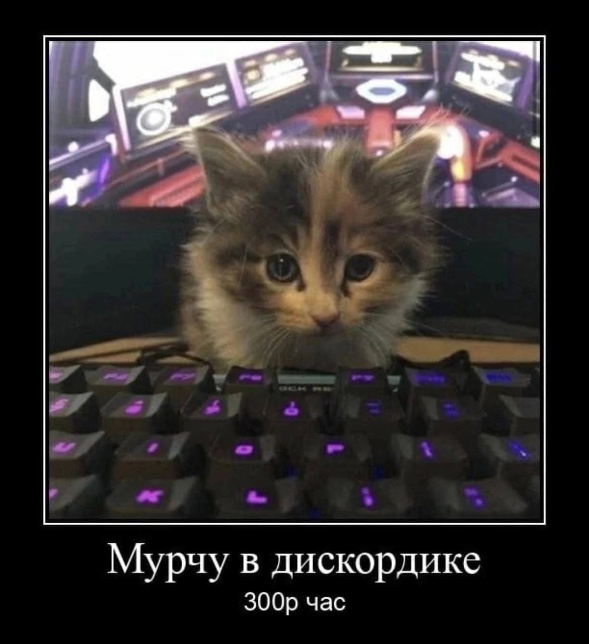 Мурчу в дискордике час