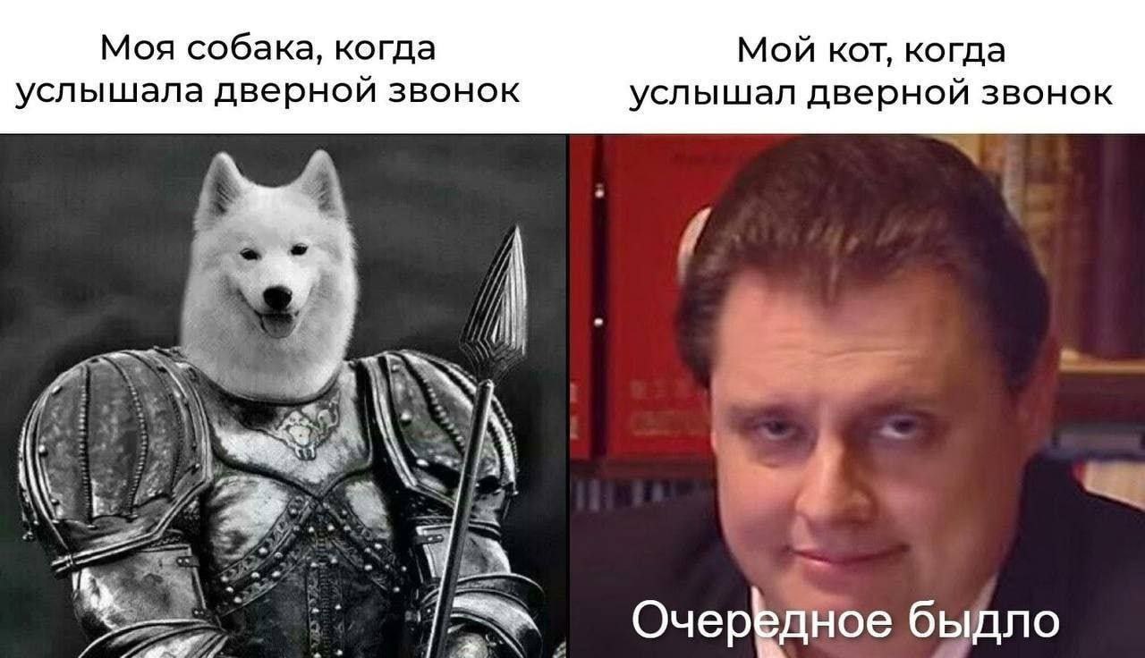 Моя собака, когда Мой кот, когда услышала дверной звонок услышал дверной звонок 7 А. A 4 быдло Очередное быд
