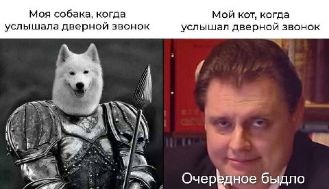 Моя собака, когда Мой кот, когда услышала дверной звонок услышал дверной звонок 7 А. A 4 быдло Очередное быд
