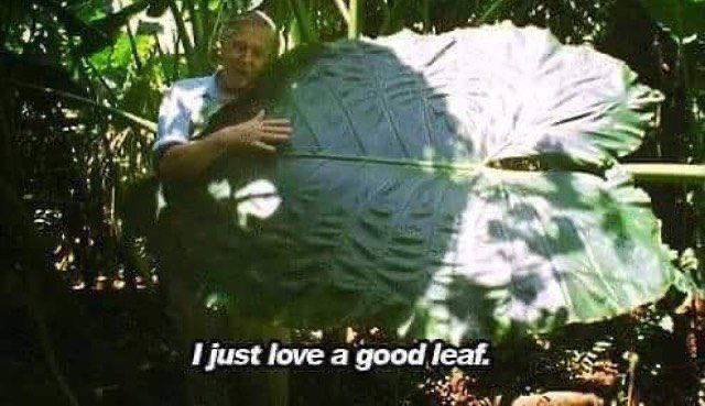 4 7 у у i 9 nit 4 I just love a good leaf. у a