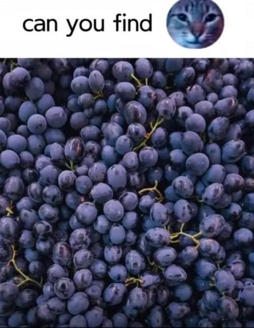 can you find