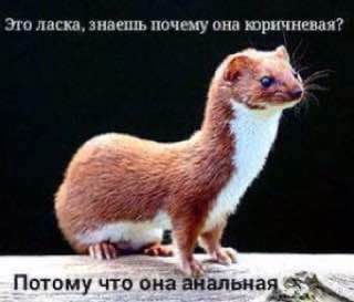 Это ласка, почему она 7 Потому что она анальная