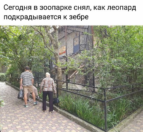 Сегодня в зоопарке снял, как леопард подкрадывается к зебре