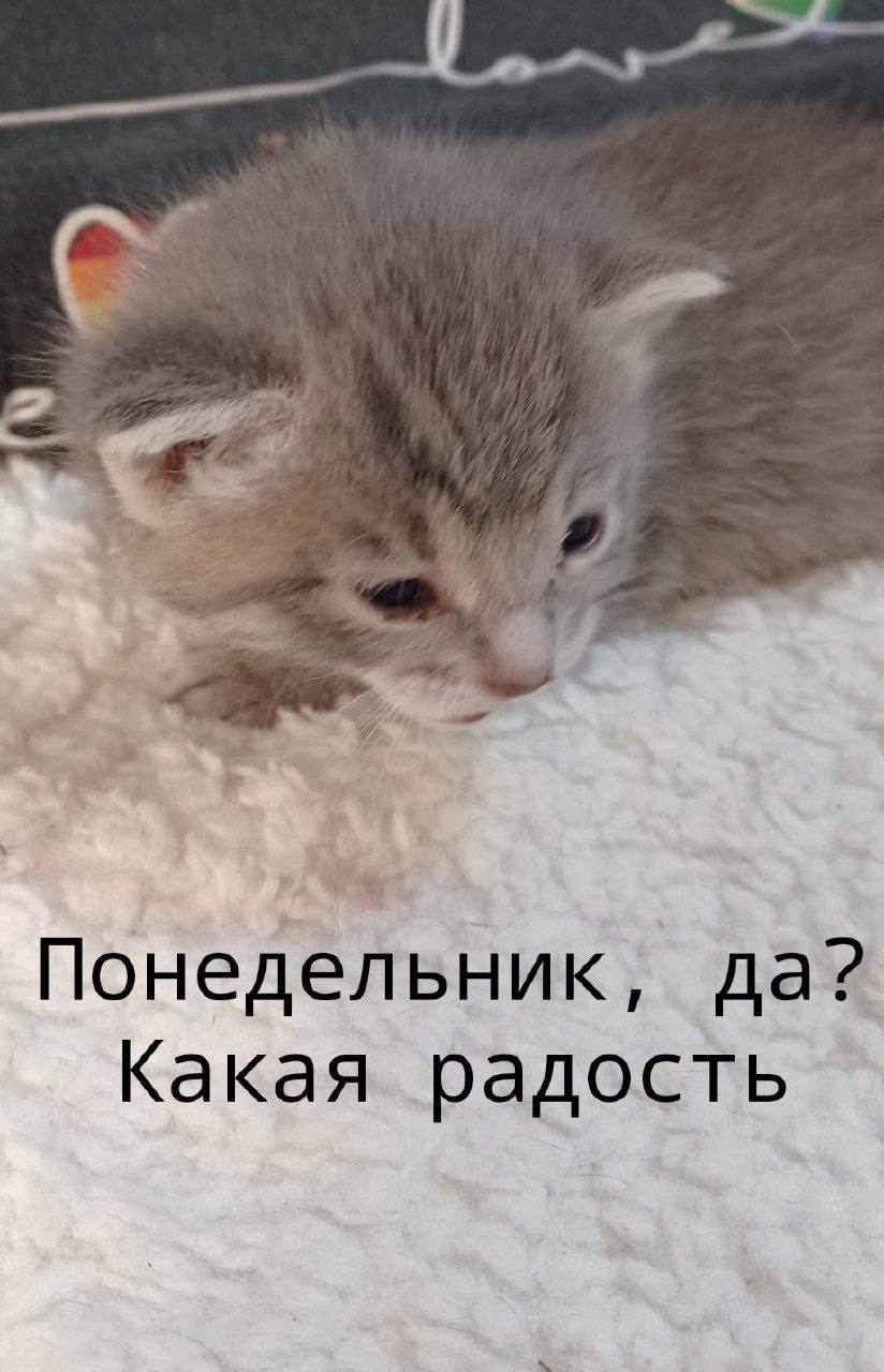 Понедельник, да? Какая радость