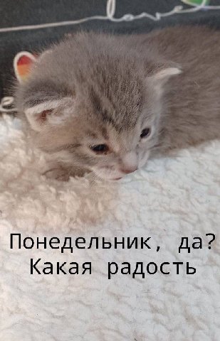 Понедельник, да? Какая радость