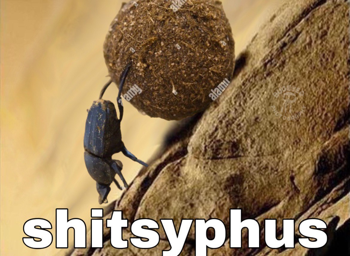 6 shi