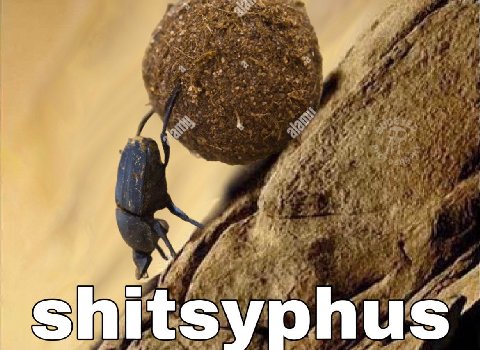 6 shi