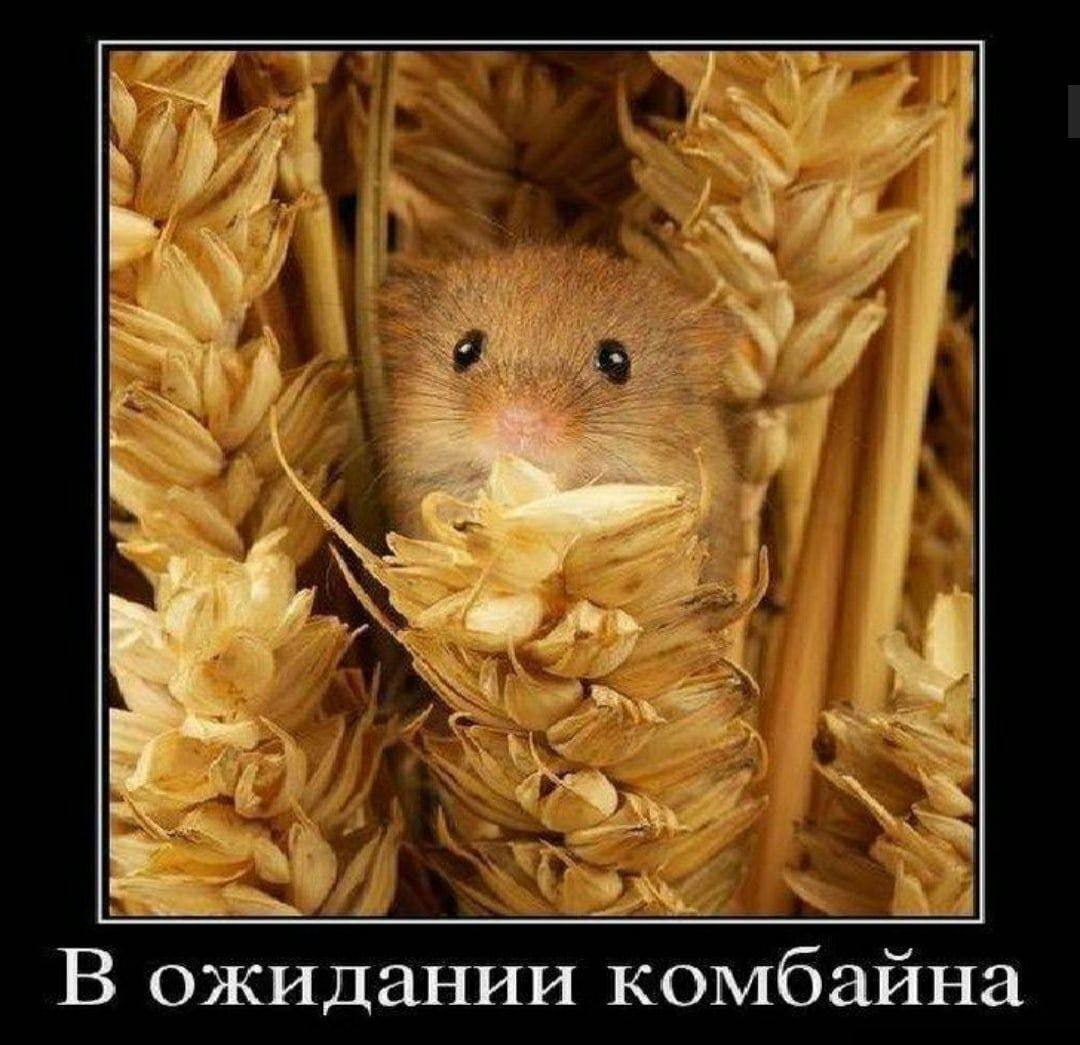 В ожидании комбайна