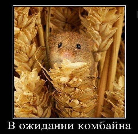В ожидании комбайна