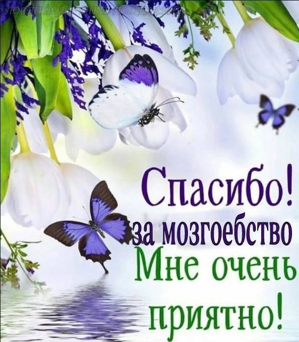 Спасибо! мозгоебетво HE Приятно!