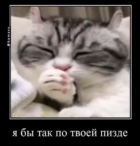 я бы так по твоей пизде