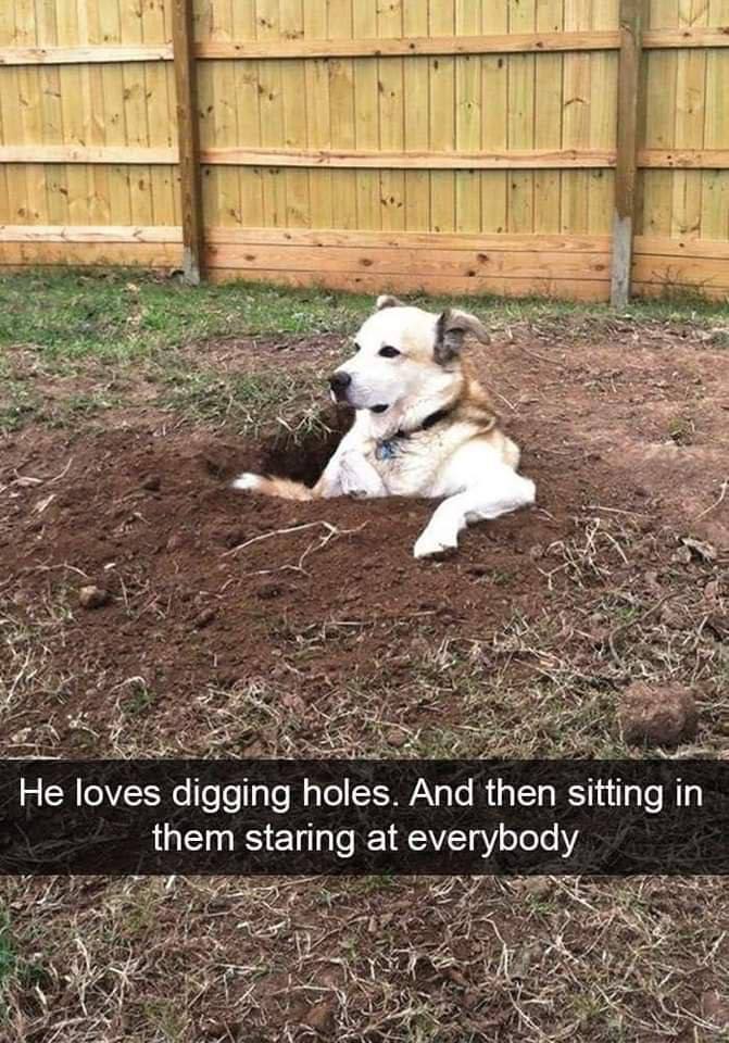 if i 7 oft У. “7 у; He loves digging holes. And then sitting In them staring at everybody 4“ fis я BANA У AN, у 2 А и