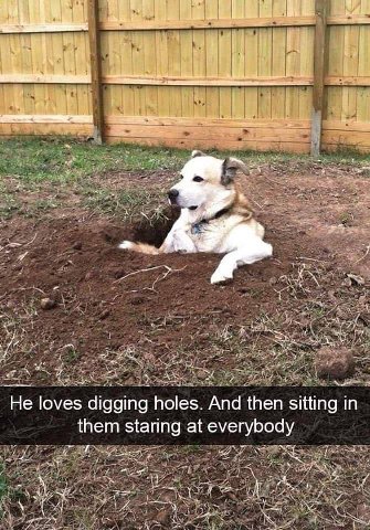 if i 7 oft У. “7 у; He loves digging holes. And then sitting In them staring at everybody 4“ fis я BANA У AN, у 2 А и