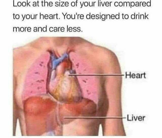Look at the size of your liver compared to your heart. You're designed to drink more and care less. Heart Liver