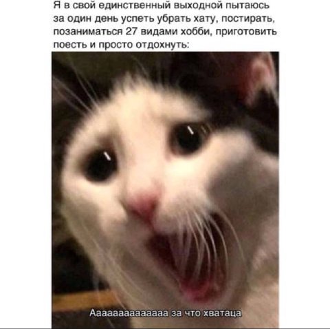 Я в свой единственный выходной пытаюсь за один день успеть убрать хату, постирать, позаниматься 27 видами хобби, приготовить поесть и просто отдохнуть: Аааааааааааааа за что