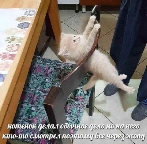 22= a котенок делал обычное дело на него кто- то смотрел Gee через экопу