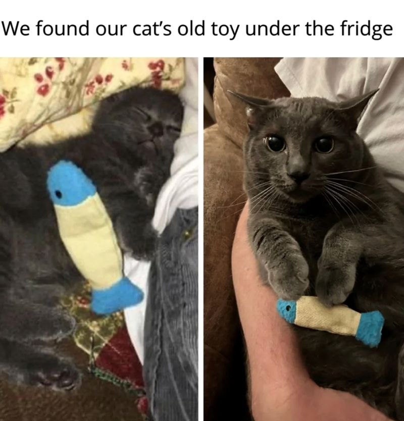 We found our old toy under the fridge
