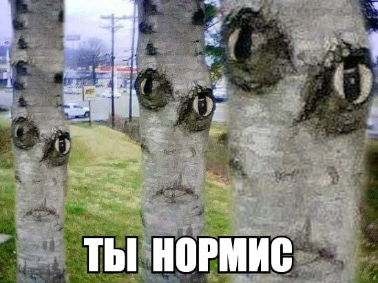 wat я ТЫ НОРМИС