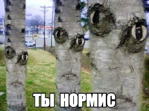wat я ТЫ НОРМИС