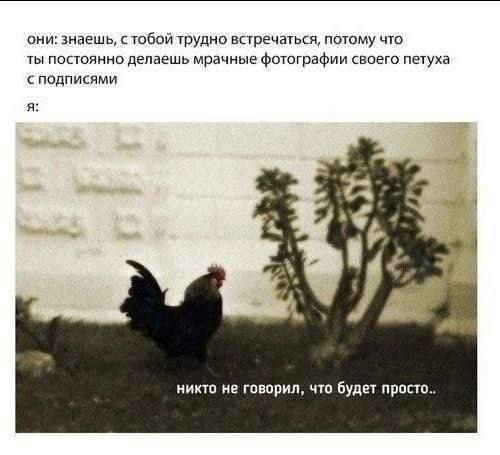 они: знаещь, с тобой трудно встречаться, потому что ты постоянно делаешь мрачные фотографии своего петуха с подписями A никто не говорил, что будет